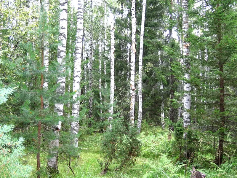 Сосново-Березово-осиновый лес. Елово широколиственный лес. Березово Сосновый лес. Хвойно-мелколиственные леса. Густой подрост