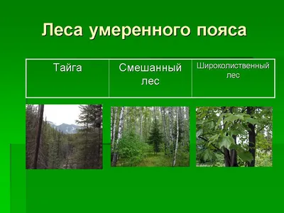 Наклейки для творчества \"Смешанный лес\" набор 46 шт 4,4х4,4х1,1 см купить в  Чите Для творчества в интернет-магазине Чита.дети (7599579)