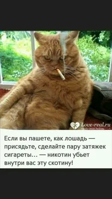 Дети и кошки. Смешные фотографии