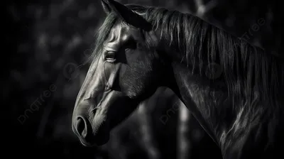 Absolutely gorgeous 🐴 | Horses, Beautiful horses, Animals beautiful