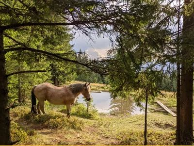 изображения лошадей фон, 554 картинки Фото и HD рисунок для бесплатной  загрузки | Pngtree