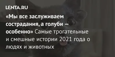 Мы все заслуживаем сострадания, а голуби — особенно» Самые трогательные и  смешные истории 2021 года о людях и животных: Люди: Из жизни: Lenta.ru