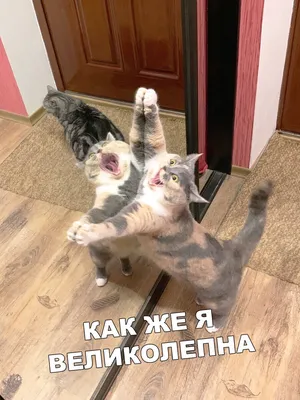 СМЕШНЫЕ... - CATS' ROOM Уютный отель для кошек в Москве | Facebook