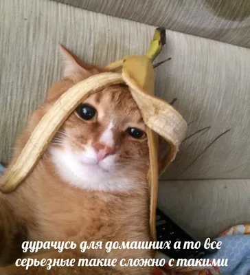 Костюм для котов, кошек и собак (кошачья одежда) КАРТОФАН. 13617459 купить  в интернет-магазине Wildberries