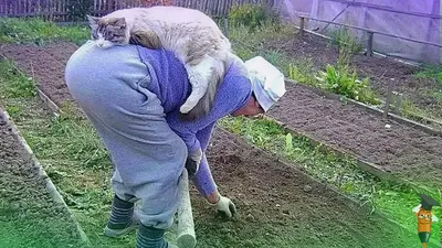 Огородник прикольные картинки - 73 фото