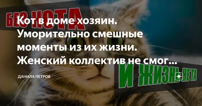 Кот в доме хозяин. Уморительно смешные моменты из их жизни. Женский  коллектив не смог после этого работать | Данила Петров | Дзен