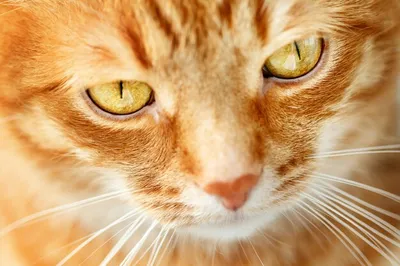 Пирожок | Кошачьи фотографии, Рыжий кот, Красивый кот