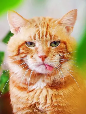 Большой рыжий кот | Смешные кошачьи мордашки, Рыжий кот, Большой кот
