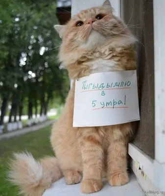 10 забавных фото, которые доказывают - котам законы физики не писаны