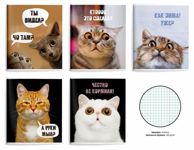 10+ смешных фото котов, которые не оставят и следа от плохого настроения