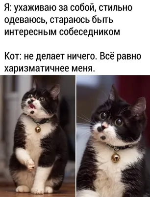 Смешные коты и кошки (21 фото)