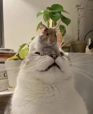 Смешные коты – смотреть онлайн все 1 видео от Смешные коты в хорошем  качестве на RUTUBE