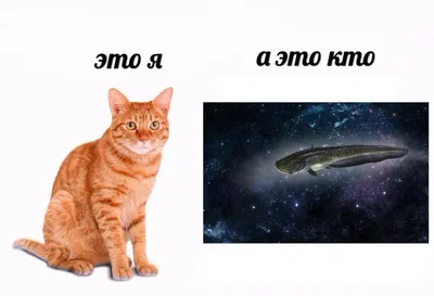 ТОП 5. Смешные коты