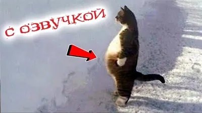 Топ-20 смешных мемов про кошек №9 | Котопедия. Мемы и видео о котах! | Дзен
