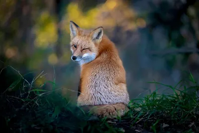 Comedy Wildlife Photography Awards 2021: смешные животные