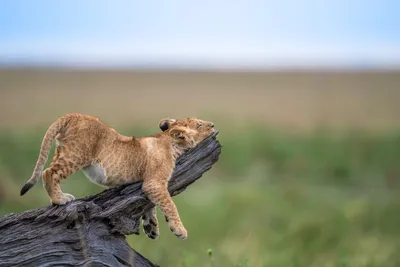 Летающие собаки и человекоподобные коты. Самые смешные фотографии домашних  животных 2023 года