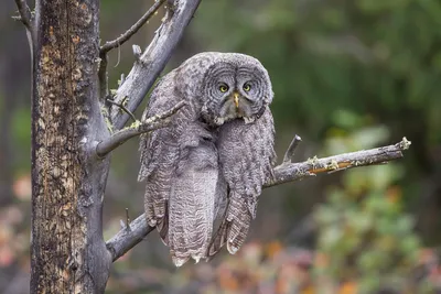 Самые смешные фотографии животных Comedy Wildlife Photography Awards 2022 |  Пикабу