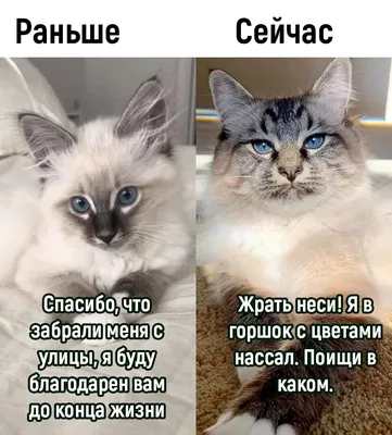 Смешные коты (60 фото) | Мемы про котов, Поговорки про собак, Фотографии  собак