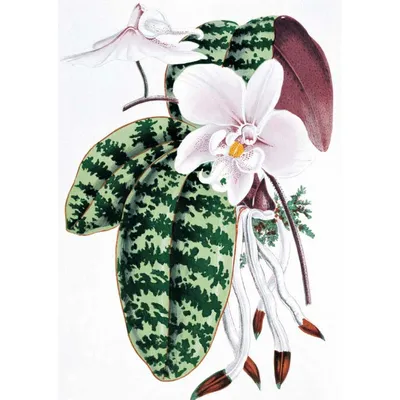 Изображение Смитианта: какие виды растений сочетаются с Смитианта в домашнем цветнике