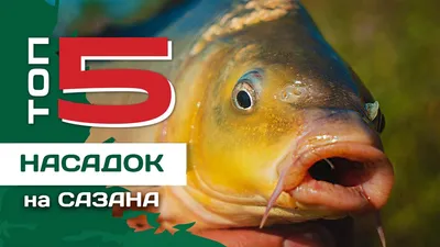 ТОП 5 насадок для ловли сазана от Евгения Конюшевского. Рыбалка на  картошку. - YouTube