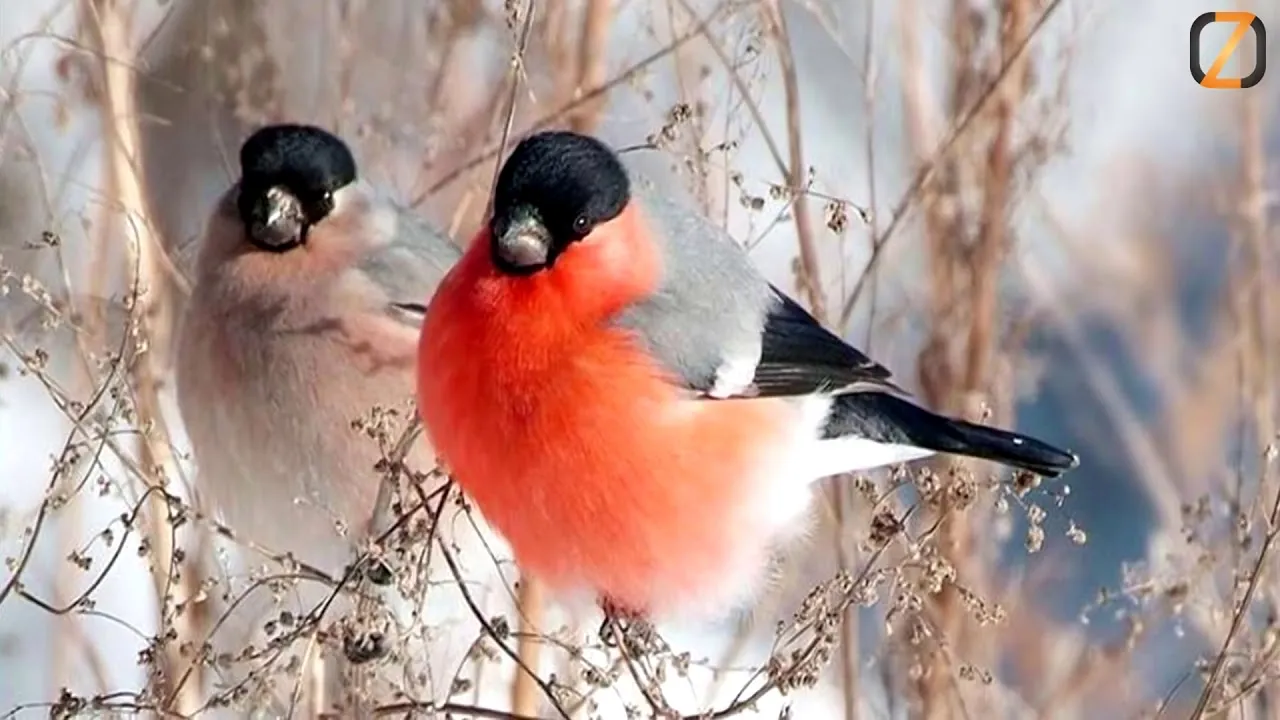Снегирь птица самец и самка. Снегирь самка и самец. Снегирь птица самка. Снегирь самец и самочка. Снегирь значение птицы