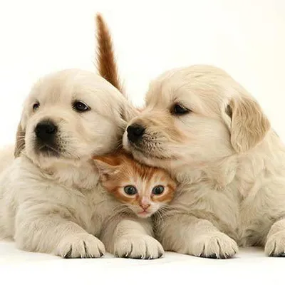 Самые милые собачки - 58 фото: смотреть онлайн