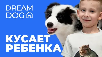 Выбор собаки: щенок или взрослая собака?