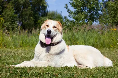 Топ-5 лучших собак для охраны дома - 6 апреля, 2023 Статьи «Кубань 24»