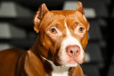 Топ-5 лучших пород собак для охраны дома. 29 марта 2023 г. Кубанские новости