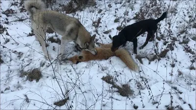 Лучшие породы собак для охраны дома - фото с названиями | Pet-Yes