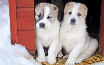 🐶Собака - охранник дома или выбираем породу для охраны | Собачье дело |  Дзен