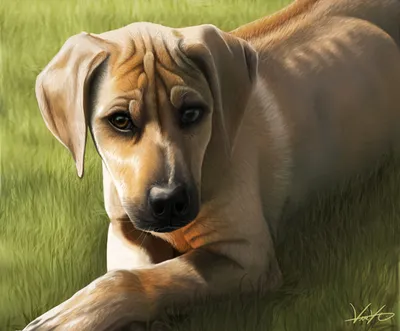 Картинки собака Взгляд Животные Рисованные
