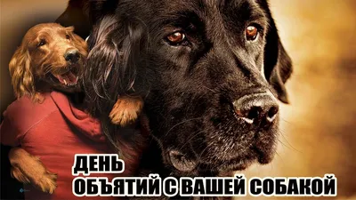 Коты и собаки (31 фото) | Прикол.ру - приколы, картинки, фотки и розыгрыши!