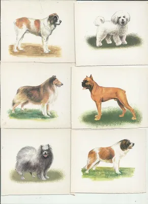 черный силуэт собаки PNG , силуэт собаки, Силуэт животных, Собака PNG  картинки и пнг рисунок для бесплатной загрузки