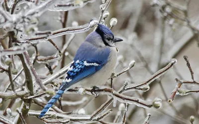 Blue Jay - Голубая сойка. Фотограф Etkind Elizabeth