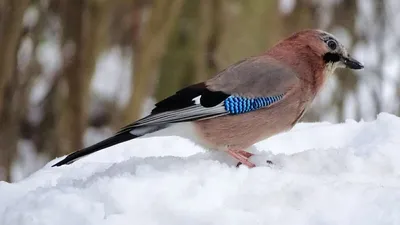 Сойка (Garrulus glandarius)