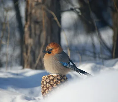 Голубая сойка на ветке птица в лесу орнитология фото высокого качества  генеративный ai | Премиум Фото