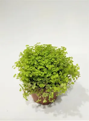 Фото Солейролии: идеальное растение для офиса или дома