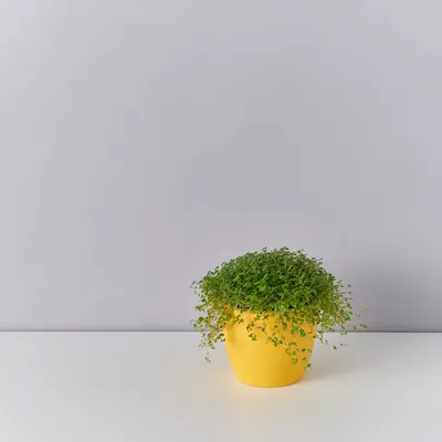 Солейролия: фото идеального растения для создания зеленого уголка в доме