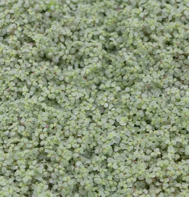 Солейролия: фото идеального растения для тех, кто мечтает о зеленом доме