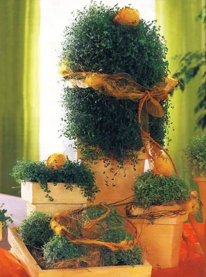 Солейролия: фото идеального растения для создания атмосферы спокойствия в доме