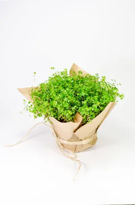 Солейролия: фото идеального растения для тех, кто мечтает о зеленом оазисе в городской квартире