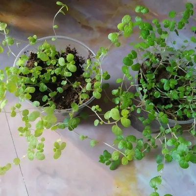 Солейролия: фото идеального растения для тех, кто мечтает о зеленом оазисе на работе