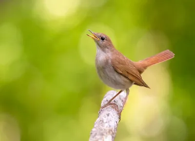 Индийский Соловей — стоковые фотографии и другие картинки Babbler -  Babbler, Ветвь - часть растения, Вода - iStock