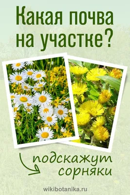 Как бороться с сорняками на даче Часть 3 - Газета «Огни Алатау»