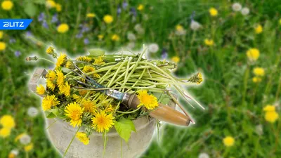 Боремся с сорняками🌱 ⠀ Сорные растения – одни из главных врагов садоводов  и огородников. Полностью победить их практически невозможно, но… | Instagram