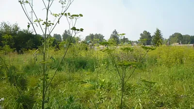 Какие цветы уничтожают сорняки на огороде | 17.07.2022 | Болгар - БезФормата