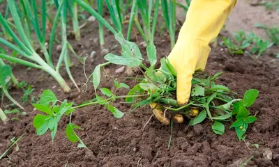 Вред от сорняков на участке | Блог GreenMarket - Вдохновляем