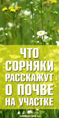 Дачников предупредили о штрафах за сорняки на участке | ИА “ОнлайнТамбов.ру”