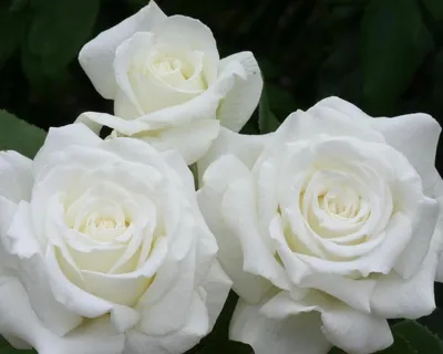 Роза чайно-гибридная 'Анастасия' /Rose hybrid tea 'Anastasia' C6 — цена в  Новочебоксарске, купить в интернет-магазине, характеристики и отзывы, фото